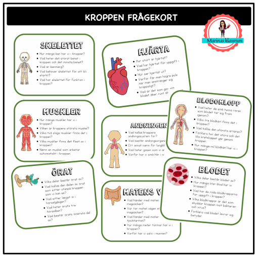 Frågekort till faktablad om kroppen