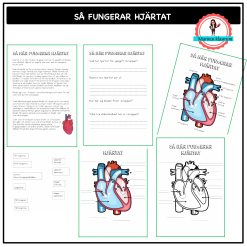 Så här fungerar hjärtat