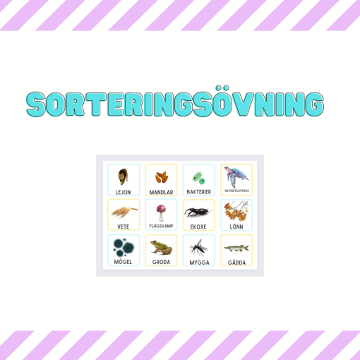 Ekosystem - sorteringskort