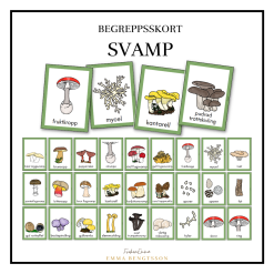 Svamp - begreppskort