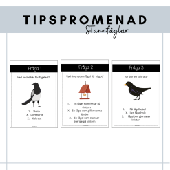 Tipspromenad stannfåglar