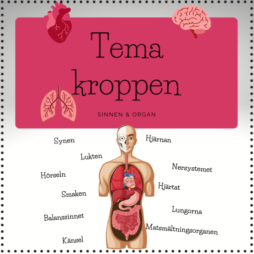 Tema kroppen - organ och sinnen (faktablad)
