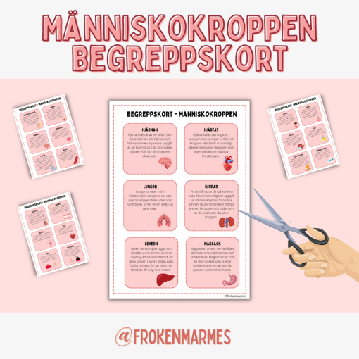 Begreppskort - Människokroppen