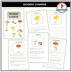 Skogens svampar