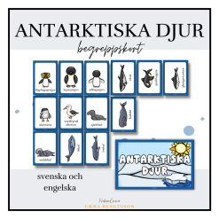 Antarktiska djur - begreppskort