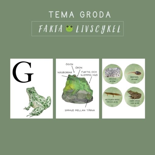 Tema Groda Fakta Livscykel