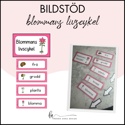 Flikbok - blommans livscykel