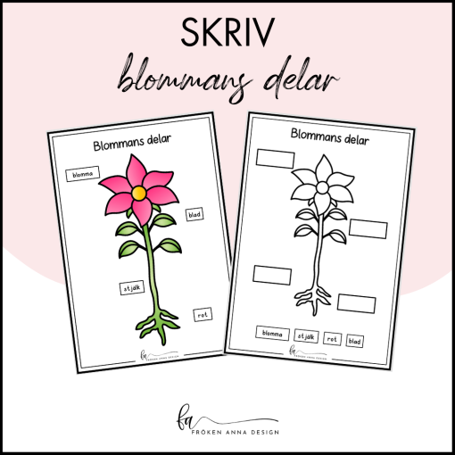 Skriv och fyll i - blommans delar
