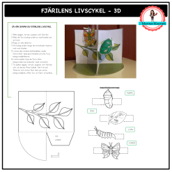 Fjärilens livscykel - 3D