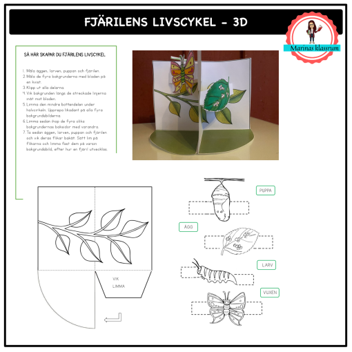 Fjärilens livscykel - 3D