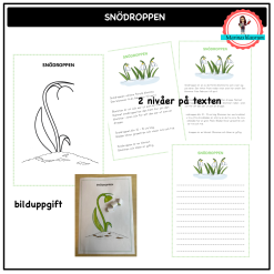 Snödroppen