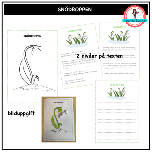 Snödroppen