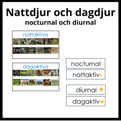 Nattdjur - dagdjur (nocturnal - diunal)