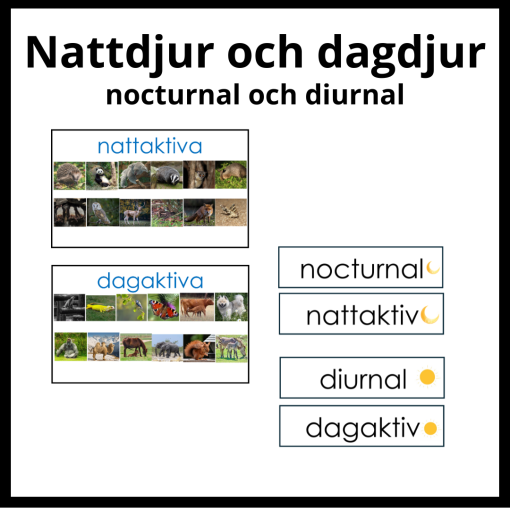 Nattdjur - dagdjur (nocturnal - diunal)