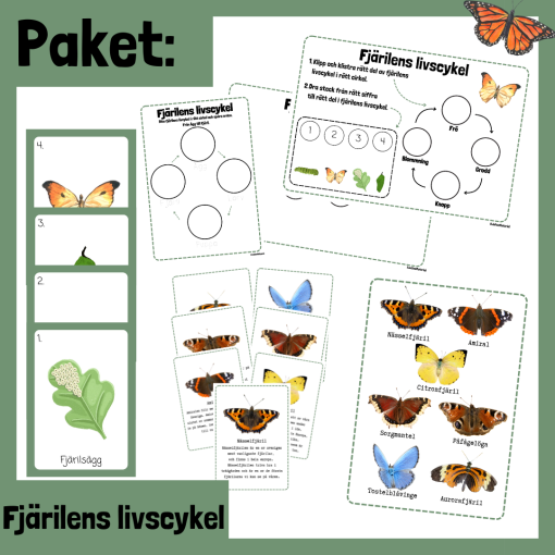 Paket: Fjärilens Livscykel