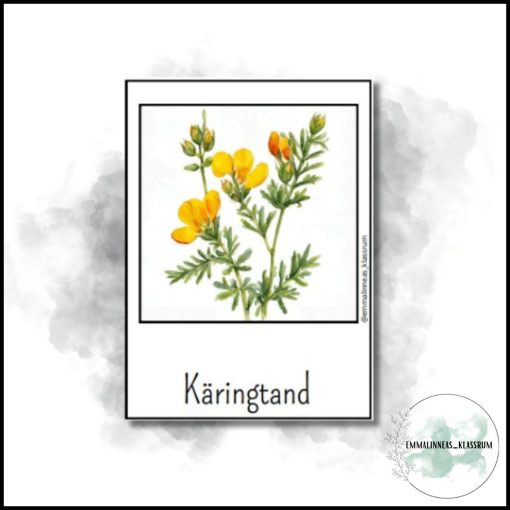Svenska blommor