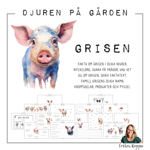 Djuren på gården - Grisen