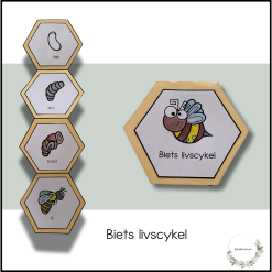 Biets livscykel
