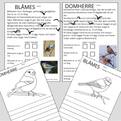 Läsförståelse blåmes och domherre