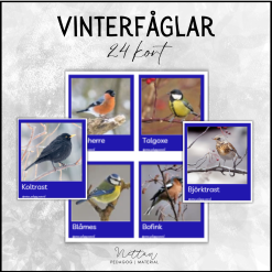 Vinterfåglar
