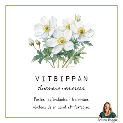 Vitsippan