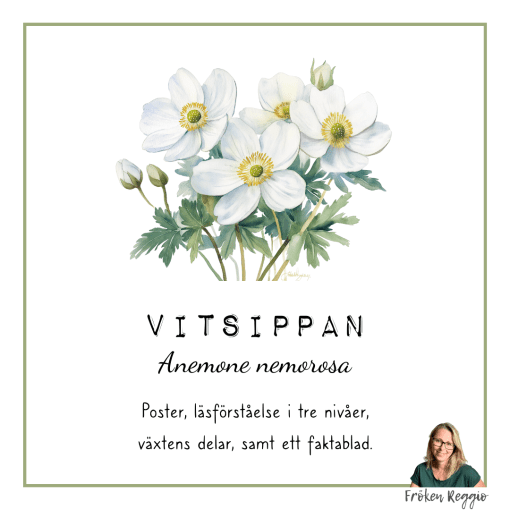 Vitsippan