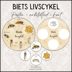 Biets livscykel