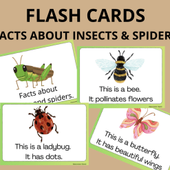 Facts about insects and spiders - Flash cards